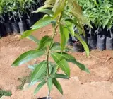 Neeluim Bori Mango ( Grafting) Plant