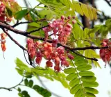 Cassia Grandis Plant – Pink Shower Tree Live Flowering Plant