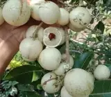 White Longan Grafted Fruit Plant – Premium Dimocarpus Longan Live Plant