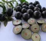 Jaboticabas FRUIT PLANT