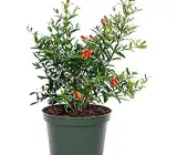 Pomegranate fruit plant