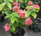 Mussaenda( Pink) – Flowering PLANT