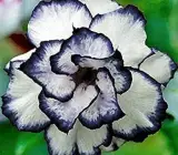 Adenum -Grafting plant ( white and blue)