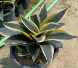 SNAKE PLANT DWARF VARIETY