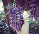 Thai Red Finger Grapes Hybrid Fruit Plant