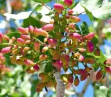 Pistachio Grafted Live Fruit Plant – Premium Pista Nut Plant