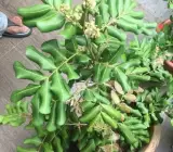 Ping Pong Longan Grafted Fruit Plant – Premium Sweet Longan Live Plant