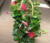 MANDEVILLA FLOWERING PLANT(RED)