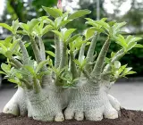 Adenium Aarabicum (Desert Rose) Plant