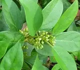 Gurmar Plant