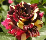 Abracadabra Rose Plant
