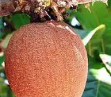 THAI CHIKU (SAPHOTA)GRAFTING FRUIT PLANT