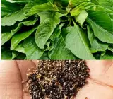 Sada jhar katwa danta seeds