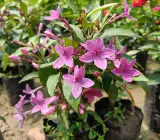 BLUE TAGAR FLOWERING PLANT
