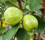 Guava kg Guava - Fruit Plant