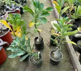 Adenium rose variety Plants