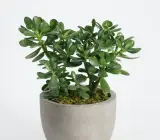 HHYBRID JADE PLANT