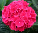 Hybrid Hydrangea FLOWERING plants(RED)