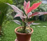 Aglaonema Pink Red Valentine Live Indoor Plant – Colorful Decorative Foliage Plant