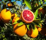 Moraco RED Blad ORANGE FRUIT PLANT