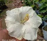 AMERICAN HIBISCUS PLANT(white)