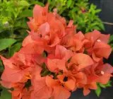 Thai Sunset Orange