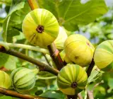 Verigated fig plant- Fruit Plant & and Tree