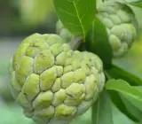 Custard Apple Grafted Fruit Plant – Sweet Sitaphal Live Fruit Plant