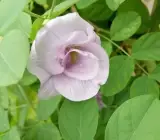 Asian pigeonwings Plant (Aparajita) PINK