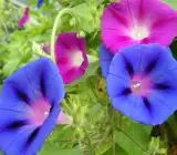 MORNING GLORY FLOWERING PLANT