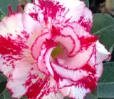 ROSY VARIETY GRAFTED ADENUM(WHITE AND RED)