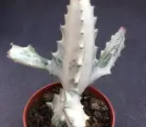 WHITE GHOST CACTUS PLANT