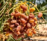 Dwarf Arabian Date Plant