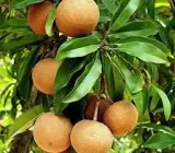KALAPATI CHIKU(SAPHOTA)GRAFTING FRUIT PLANT