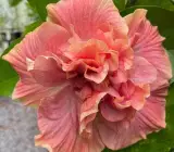 Austrilian hibiscus plant (PINK THOKA)