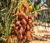 Deglet Noor Variety Date Palm Live Plant – Premium Sweet Date Fruit Plant