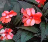 Impatiens Flower Plant(WHITE AND ORANGE)