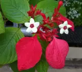 Mussaenda flower plant (Red)