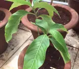 Basak Plant