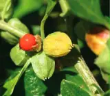 Ashwagandha Plant