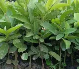 Guava-Lucknow-49 fruit plant