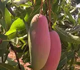 Chiang mai Mango - Grafting Fruit Plant