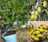 Olive Fruit plant