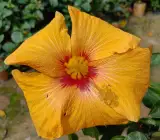Austrian Hibiscus Flowers Plants