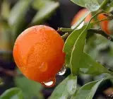 Kinnow Live Fruit Plant – Sweet & Juicy Premium Citrus Plant for Home Garden