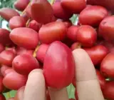 Hayani Variety Date Palm Live Plant – Premium Sweet Date Fruit Plant