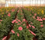 Tissue culture Gerbera plants(PINK)