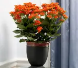 Florist Kalanchoe FLOWERING PLANT(RED)