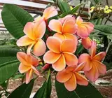 Orange And White Tropical Frangipani Plumeria Flower