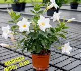 Mandevilla flowers plants(WHITE)